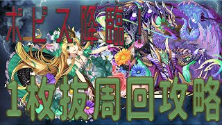 【パズドラ】ポピス降臨！安定周回攻略1枚抜き「フレイヤ×ノーチラス」～アポピス育成周回！ [upl. by Brent443]