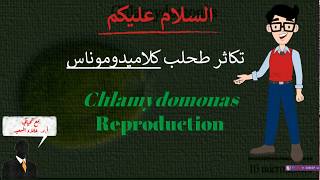 Reproduction of Chlamydomonas تكاثر طحلب كلاميدوموناس [upl. by Kile414]