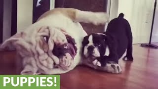 Funny bulldog adult amp puppy playtime [upl. by Shorter11]