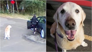 Abbandona il cane anziano e malato pensando di non essere vista le telecamere la incastrano [upl. by Carrel]