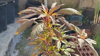 Growing Red Amaranthus From Seed To Flower In A Pot in a Simple way [upl. by Ihskaneem]