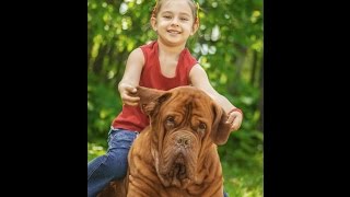 Le Dogue de Bordeaux [upl. by Alegna]