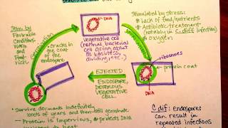 Endospore Germination [upl. by Koenig]