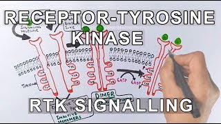 Receptor Tyrosine Kinase  RTK Signalling [upl. by Ignaz]