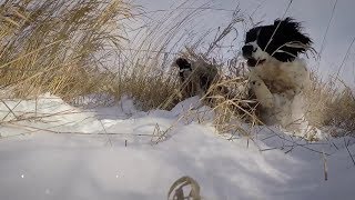 Field Bred English Springer Spaniel [upl. by Tabbie]