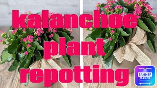 kalanchoe plant care and repottingkalanchoe plant 🌿 pkgardening winterfloweringplant plants [upl. by Biernat436]