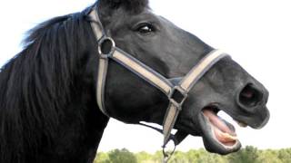 Percheron Mare Neighing [upl. by Ashlee]