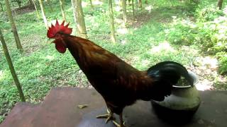 Rooster Crowing HD Video [upl. by Yenreit]