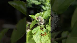 😱WhiteMarked Tussock Mouth Caterpillar slipping after his Lunch [upl. by Golanka]