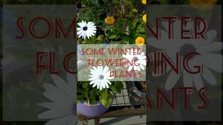 Some Winter Flowering plants😍🌸🏵🌹 youtubevideo wanderfy nature flowers natureflower [upl. by Behka]