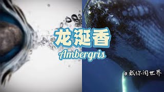 学习香水原料：龙涎香 Ambergris [upl. by Eniretac]