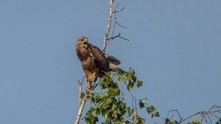 Канюк обыкновенный на охоте Buteo buteo [upl. by Jehial292]