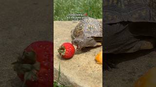 Oh look A strawberry 🍓 cutepets turtle boxturtle ohlookastrawberry strawberry [upl. by Manthei228]