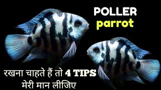 POLLER PARROT रखना चाहते हैंतो 4 Tips मेरी मान लीजिए POLLERPARROT PARROTFISH Pollerparrotcaretips [upl. by Limoli633]