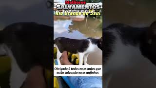 Emocionantes Resgates de Animais no Rio Grande do Sul Parte 5 fe sabedoria riograndedosul [upl. by Nalyt]