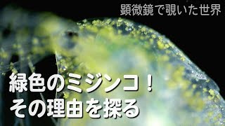 付着性ミドリムシをまとったミジンコDaphnia pulex 【淡水のプランクトン】 [upl. by Hsur801]