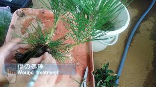 黒松５号 芽切りPinus thunbergii No5Cut budJuly2018BONSAI盆栽 [upl. by Cesaria]