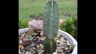 Growth of Cereus Peruvianus [upl. by Norret]