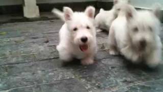 Filhotes Scottish Terrier  Scottish Terrier Puppies [upl. by Truitt]