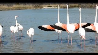 Le Flamant rose du Pont de Gau  Gard France [upl. by Liagiba]