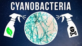 How to Kill Cyanobacteria – Natural vs Chemical [upl. by Waltner]