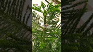 Christmas Tree  Norfolk Island Pine  Araucaria Heterophylla shorts plants [upl. by Gothar]