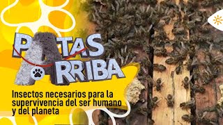 Patas arriba  Descubrimos el mundo de las abejas en el Rancho cortesano de Jerez [upl. by Bradway376]