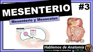 🔴 ANATOMIA👉 MESENTERIO Y MESOCOLON 🟩 PERITONEO 🟪 [upl. by Chavey]