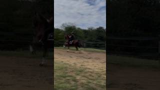 obsessing over this ride horse asb equestrian miles viral [upl. by Annailuj]