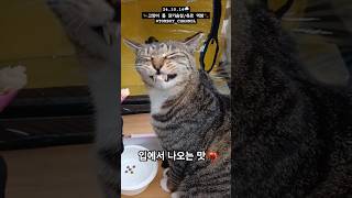 2024년 10월 14일  고양이톰 닭가슴살  더캣츠 미니 베로베로 고양이츄르 먹방🐾  TOMBOYCHANNEL ⇦TAG CLICK 고양이간식 고양이영상 [upl. by Hnacogn]