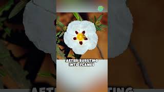 Why Does the Cistus Plant Burn Itself shorts interestingfacts nature [upl. by Hughes]