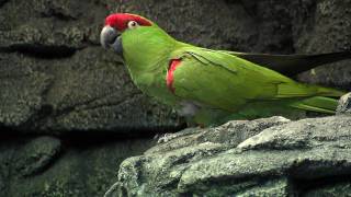 ThickBilled ParrotCincinnati Zoo [upl. by Eelibuj524]