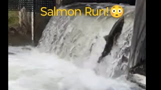 Salmon Run  Salmon Jumping Upstream 😳 nature salmonrun fishing livestream [upl. by Eanel]