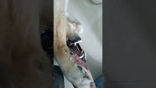 Candy crush bhaiya ka shoe leleyadoglover dogowner dogbreed funny [upl. by Aztiray]