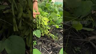 Harvesting edamame farming [upl. by Emmuela]