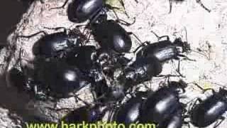 Beetle invasion in Texas Yuck Nasty [upl. by Mccutcheon]