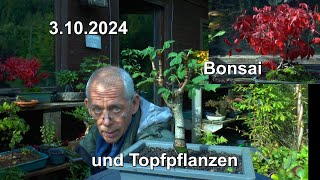 Bonsai und Garten Aktuelle Lage und neue Pflanzen [upl. by Ilse377]