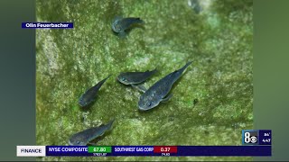 Endangered Devils Hole pupfish population reaches 25year high [upl. by Zabrina]