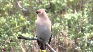 Vroege Vogels  Invasieve pestvogel [upl. by Qerat]