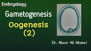 10 EmbryologyGametogenesis Oogenesis 2  Dr Abeer Ali Alnawi [upl. by Waal]