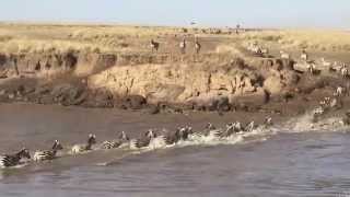 Wildebeest Migration crosses the Mara River [upl. by Eivol63]