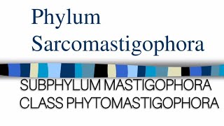 PHYLUM SARCOMASTIGOPHORA Class Phytomastigophora protozoa millerandharley zoology protozoans [upl. by Grannias]