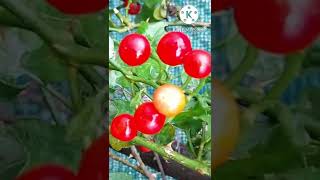 Solanum trilobatum Thuthuvalai RedfruitShorts Plants [upl. by Anelegna147]