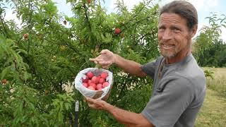 Harvesting nectarines and peaches on the homestead Best fruit trees to grow [upl. by Adolpho]