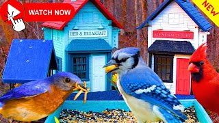 🔴LIVE Tiny House Bird Feeder Cam Nashville Bird Cam🥰 [upl. by Leahcimnaes]