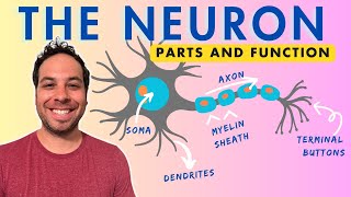 What is a Neuron Parts and Function [upl. by Aihsitan]