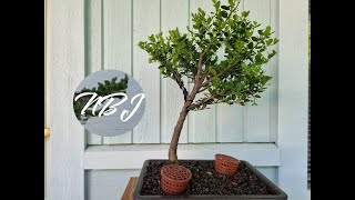 Pruning and Potting a Japanese Holly Bonsai [upl. by Flossi]