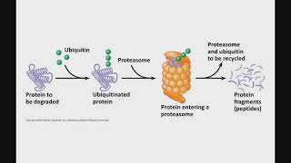 18 04 Eukaryotic Gene Expression Post Translational Control [upl. by Yevette]