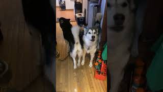 Welcome Howling Home Song alaskanmalamutes malamutelovers dogbehaviour [upl. by Elatan]