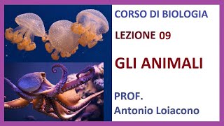 CORSO DI BIOLOGIA  Lezione 09  GLI ANIMALI [upl. by Secrest]